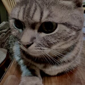 アメショ