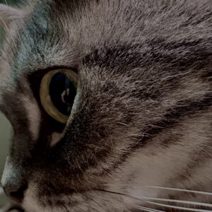 アメショ,アメリカンショートヘア,猫,cat,ペット,