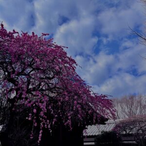河津桜