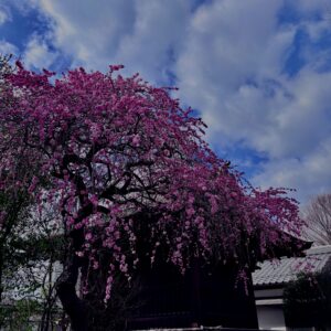 河津桜