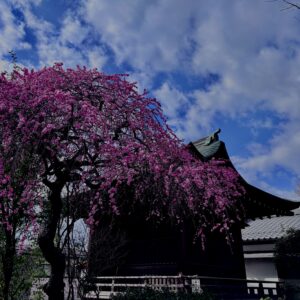 河津桜,早咲き桜,桜名所,春の絶景,お花見スポット,ピンクの花,春観光,季節の風景