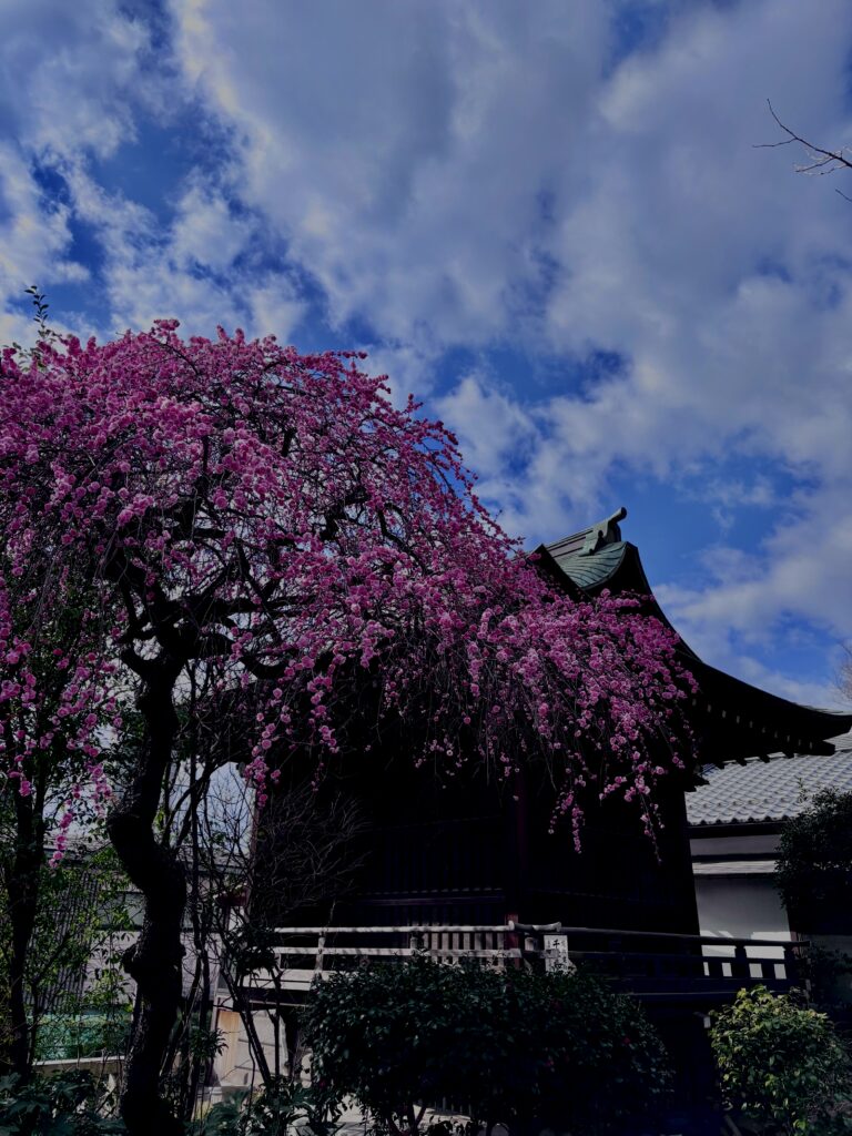 河津桜,早咲き桜,桜名所,春の絶景,お花見スポット,ピンクの花,春観光,季節の風景