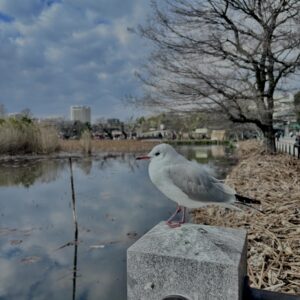 ユリカモメ