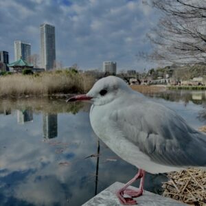 カモメ