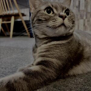 アメショ