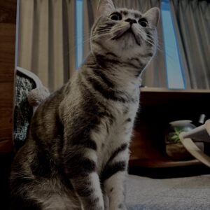 アメショ,アメリカンショートヘア,猫,cat,ペット,