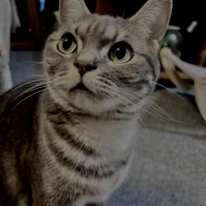 アメショ