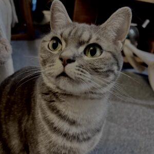 アメショ,アメリカンショートヘア,猫,cat,ペット,