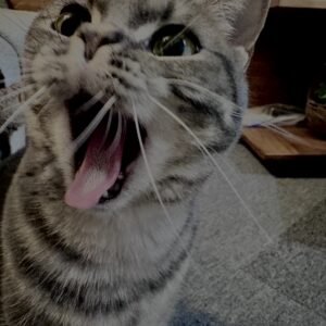 アメショ