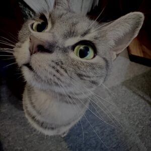 アメショ