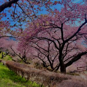 あぐりパーク嵯峨山苑,