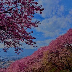 あぐりパーク嵯峨山