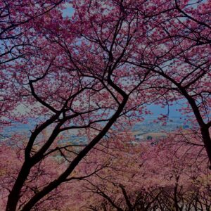 あぐりパーク嵯峨山