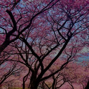 あぐりパーク嵯峨山