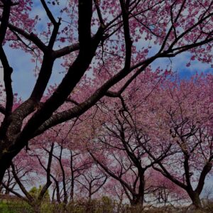 あぐりパーク嵯峨山