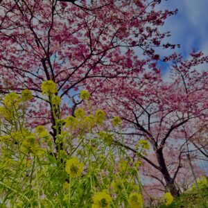 あぐりパーク嵯峨山