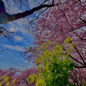 あぐりパーク嵯峨山