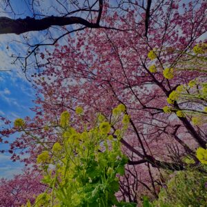 あぐりパーク嵯峨山