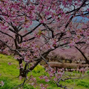 あぐりパーク嵯峨山