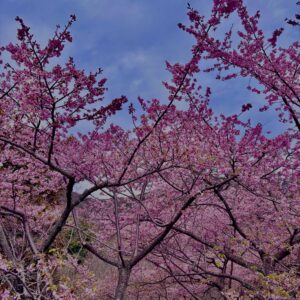 あぐりパーク嵯峨山