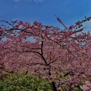 あぐりパーク嵯峨山