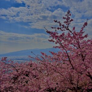 あぐりパーク嵯峨山苑