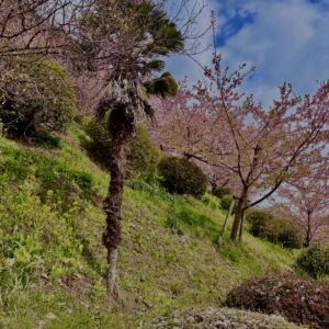 あぐりパーク嵯峨山苑