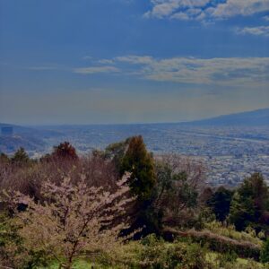 あぐりパーク嵯峨山苑,桜名所,桜,菜の花,春,