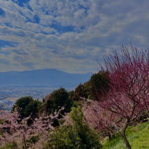 あぐりパーク嵯峨山