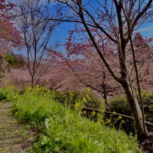 あぐりパーク嵯峨山