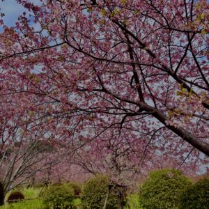 あぐりパーク嵯峨山苑,桜名所,桜,菜の花,春,