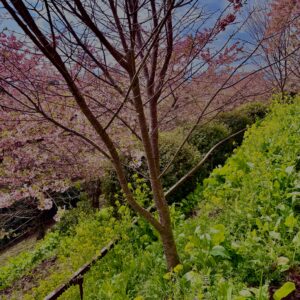 あぐりパーク嵯峨山