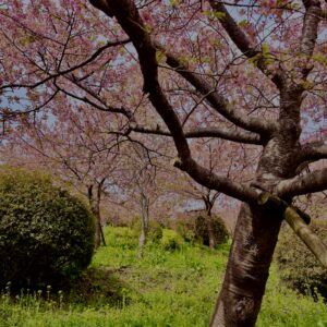 あぐりパーク嵯峨