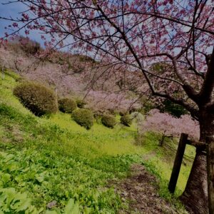 あぐりパーク嵯峨山