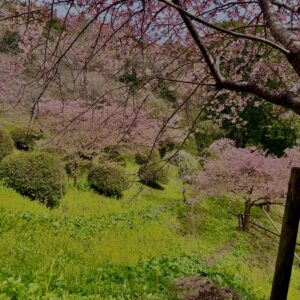 あぐりパーク嵯峨山