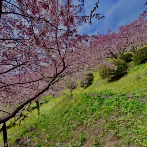 あぐりパーク嵯峨山