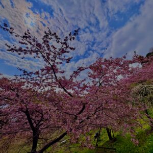 あぐりパーク嵯峨山