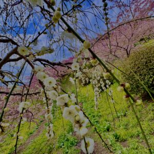 あぐりパーク嵯峨山