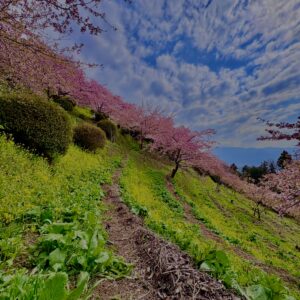 あぐりパーク嵯峨山