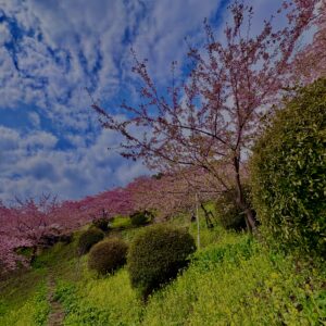 あぐりパーク嵯峨山