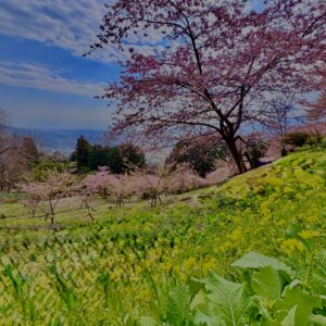 あぐりパーク嵯峨山苑,桜名所,桜,菜の花,春,
