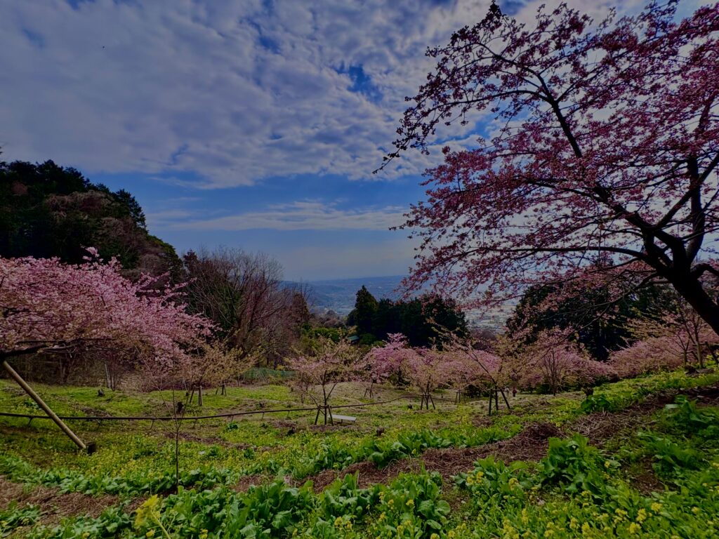 あぐりパーク嵯峨山