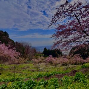 あぐりパーク嵯峨山