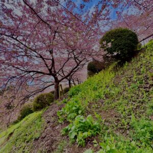 あぐりパーク嵯峨山苑