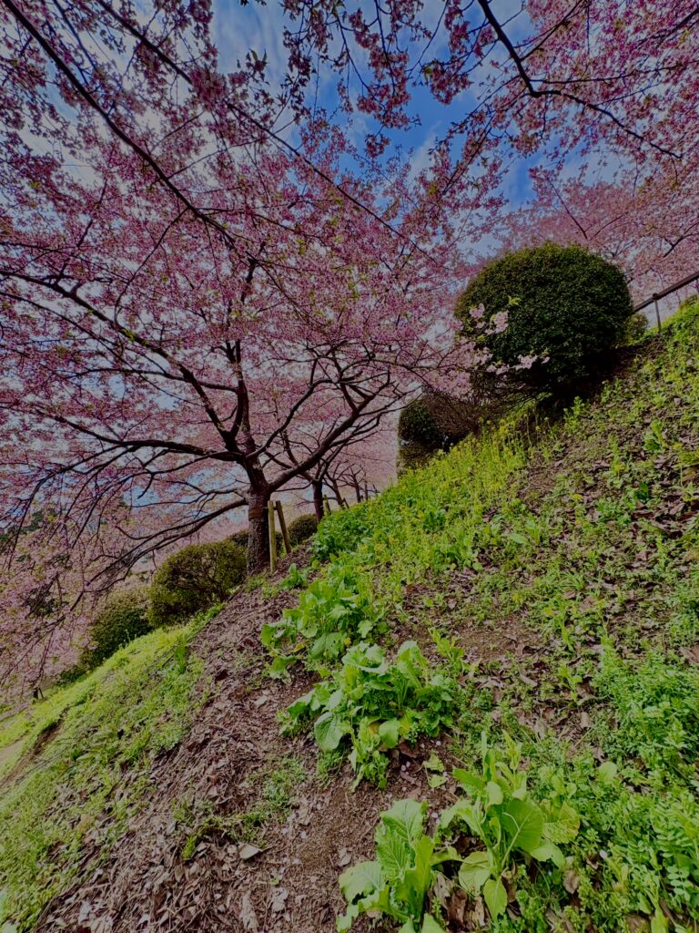 あぐりパーク嵯峨山苑