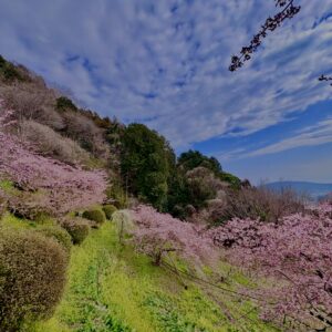 あぐりパーク嵯峨山
