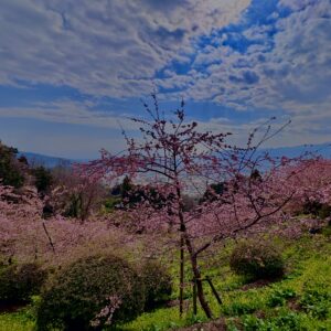 あぐりパーク嵯峨山