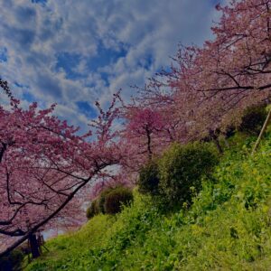 あぐりパーク嵯峨山