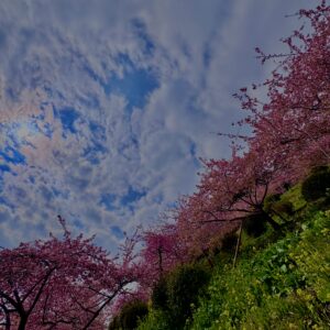 あぐりパーク嵯峨山