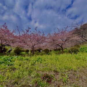 あぐりパーク嵯峨山